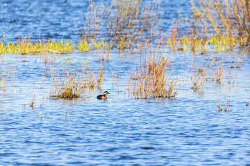 Red-necked grebe swim in a lake