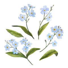 Watercolor illustration of blue forget-me-nots isolated set on white background