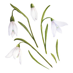 Watercolor illustration of snowdrops isolated set on white background