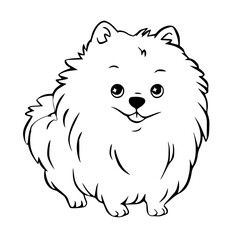 Fototapeta premium Pomerian