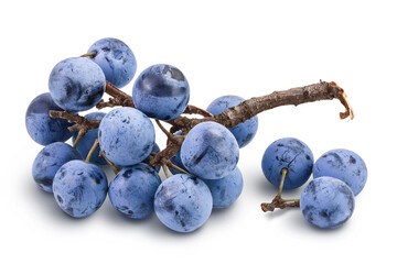 Fresh blackthorn berries with twig, prunus spinosa isolated on white background with full depth of...