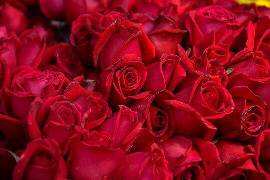 Bed of red roses. Red rose flowers. Selective focus and high quality photo.
