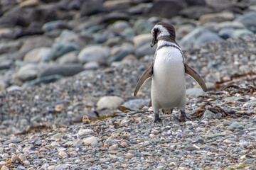 Magellanic Penguin Punta Arenas Patagonia Chile