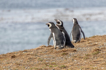 Obraz premium Magellanic Penguins Punta Arenas Patagonia Chile