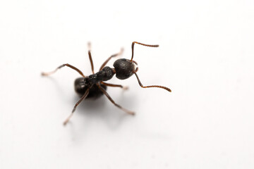 Macro photo of black ant on white wall.