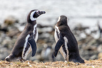 couple of Penguins Chiean Anctartica