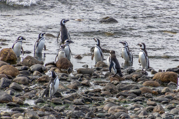 Magellanic Penguins Punta Arenas Patagonia Chile