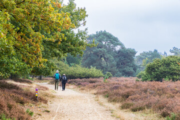 Walking along nature park Drouwenerzand at Hondsrug between the towns Gasselte and Drouwen in Drenthe province in The Netherlands