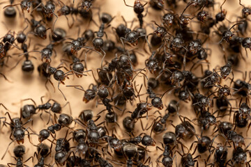 Macro photo of group of black ants on the wall.