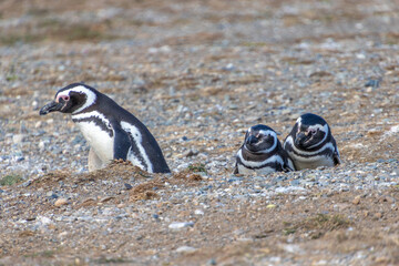 Magellanic Penguins Isla Magdalena, Patagonia, Chile