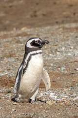Wild Magellan Penguin Patagonia Chile