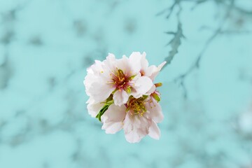 epic and pretty almond blossom flower on blue, light blue, pastel background