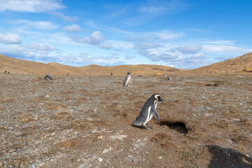 Magellanic Penguins Punta Arenas Patagonia Chile