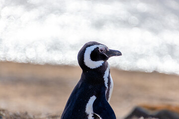 Wild Magellan Penguin Patagonia Chile