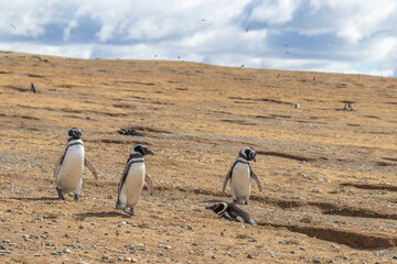 Wild Penguins Patagonia Chile