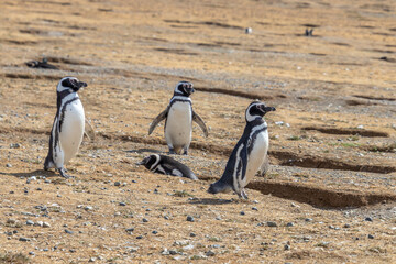Naklejka premium Magellanic Penguins Isla Magdalena, Patagonia, Chile Isla Magdalena, Patagonia, Chile
