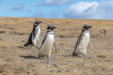 Magellanic Penguins Isla Magdalena, Patagonia, Chile Isla Magdalena, Patagonia, Chile