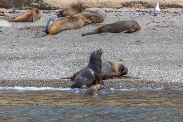 Sea Lions Isla Marta Patagonia Chile