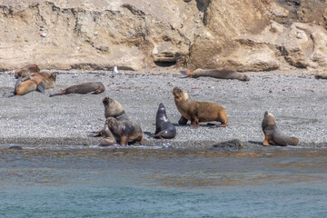Fototapeta premium Sea Lions Isla Marta Patagonia Chile