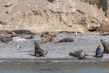 Fototapeta premium Sea Lions Isla Marta Patagonia Chile