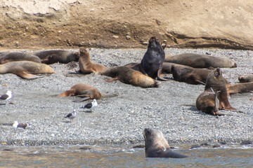 Fototapeta premium Sea Lions Isla Marta Patagonia Chile
