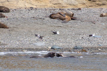 Sea Lions Isla Marta Patagonia Chile