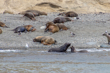Fototapeta premium Sea Lions Isla Marta Patagonia Chile