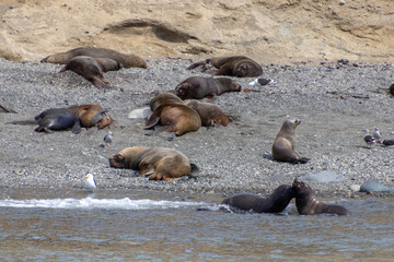 Sea Lions Isla Marta Patagonia Chile