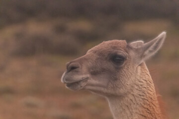 Vicugna or Guanicoe