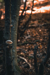 mushrooms in autumn located on the mountain of the Umbrian park