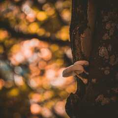 mushrooms in autumn located on the mountain of the Umbrian park
