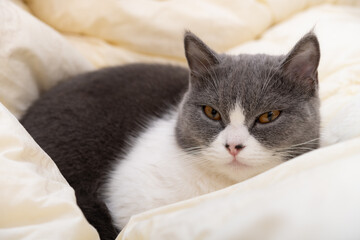 Fototapeta na wymiar british short hair cat lying on a quilt horizontal composition