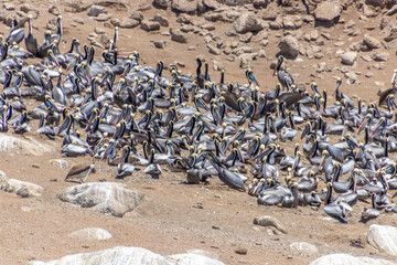 Wild Pelicans Chile