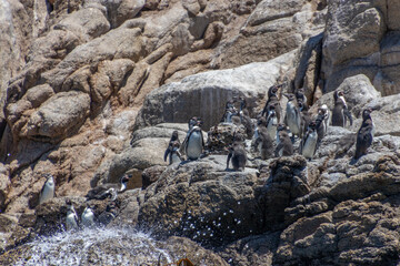 Wild Humboldt Penguins Chile