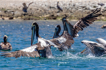 Wild Pelicans Chile