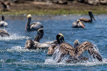 Wild Pelicans Chile