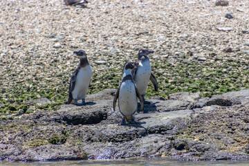 Wild Humboldt Penguins Chile