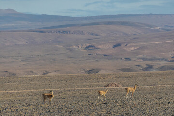 Wild vicugnas or guanacos in Atacama Desert