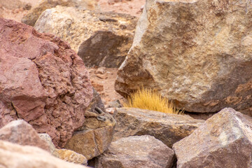 Wild Lagidium Viscacia Atacama Desert Chile
