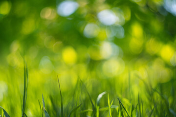 Fototapeta na wymiar Blurred natural green spring and summer bokeh background