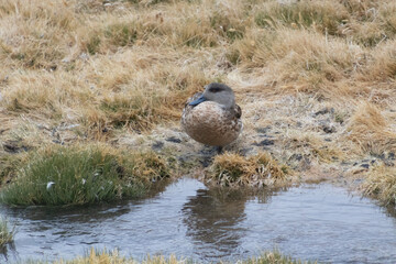 Lophonetta specularioides
