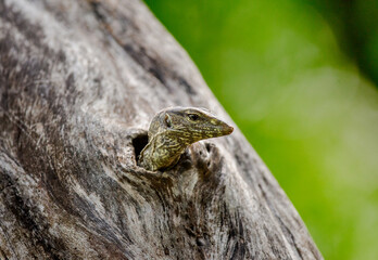 Small monitor lizards (Varanus) is looking out from the hollow of a dry tree. Yala National Park. Sri Lanka.