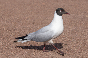 Chroicocephalus ridibundus Atacama Desert Chile