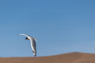 Chroicocephalus ridibundus Atacama Desert Chile
