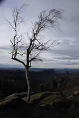 tree in the mountains