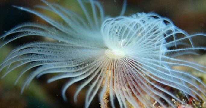 tubeworm underwater tube worm white color macro film close up slow