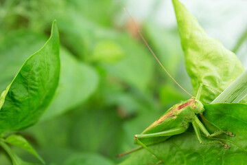 Close-up photo of a green grasshopper on a leaf of a plant