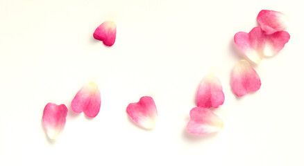 ハート形のピンクの薔薇の花びら、白バックにピンクのバラの花びら