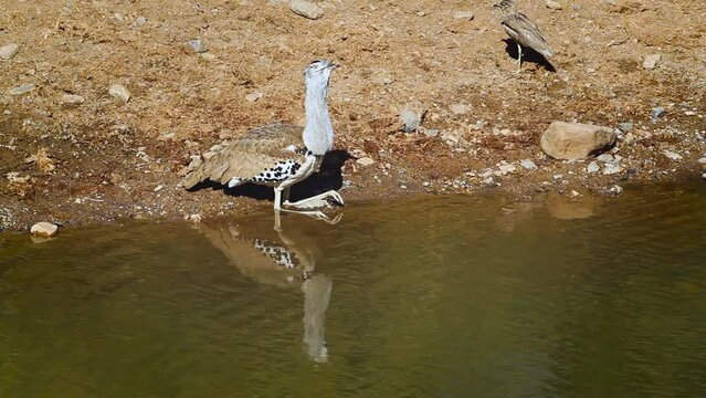 Kori bustard in Kruger national  park, South Africa ; Specie Ardeotis kori family of Otididae
