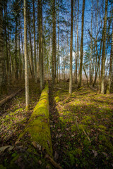 path in the forest